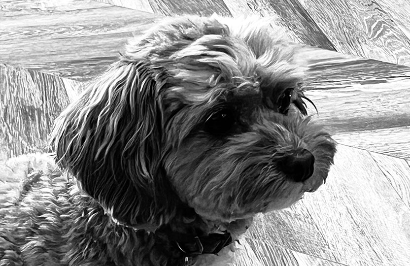Millie-HoWB